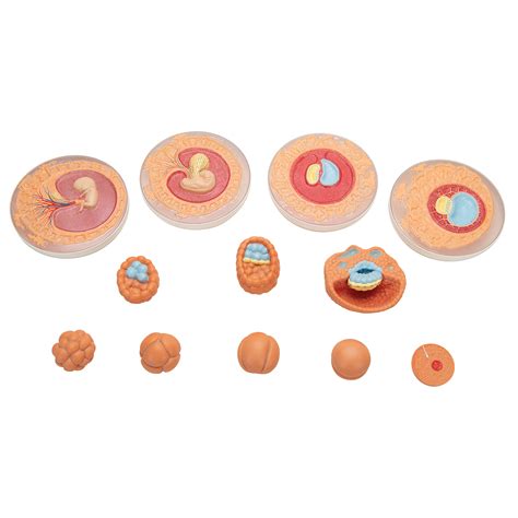 Embryonic Development Model In 12 Stages 3b Smart Anatomy 1001257