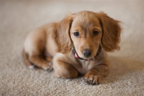 Golden long haired miniature dachshund. Pin by Pat Mundsack on pmkphotography | Baby dogs ...