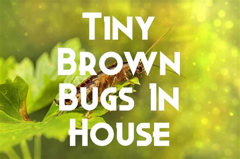 40 Small Brown Bugs In House Pictures And Identification