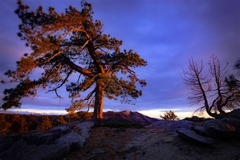 Pine Tree And Sunset Shutterbug