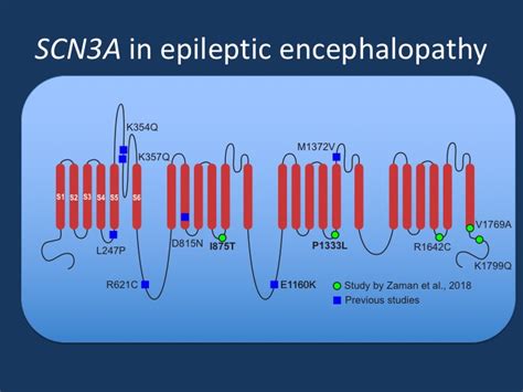 Finding The Missing Sodium Channel Scn3a In Epileptic Encephalopathy