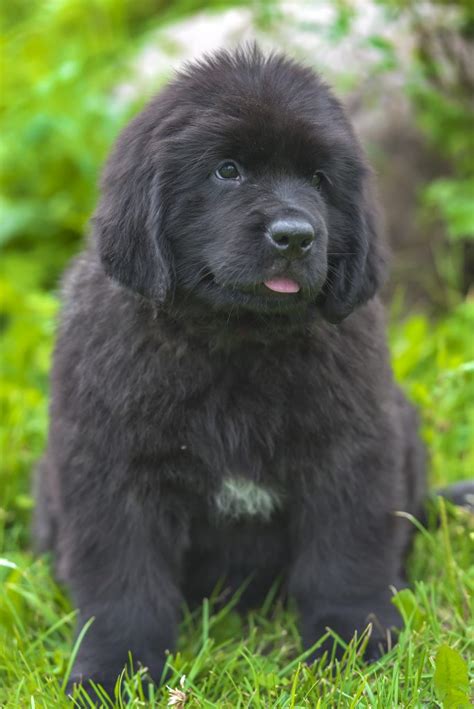 The best retirement age for females is 6 years with no studies have shown that dogs have differing susceptibilities to diseases depending on their body how long should you wait to breed a dog again? 10 Things Your Newfoundland Puppy Wants You To Know - My Brown Newfies