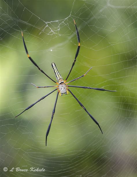 Spiders Wildlife Photography In Thailand And Southeast Asia