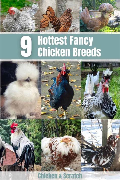 10 Hottest Fancy Chicken Breeds If You Want To Start A Coop