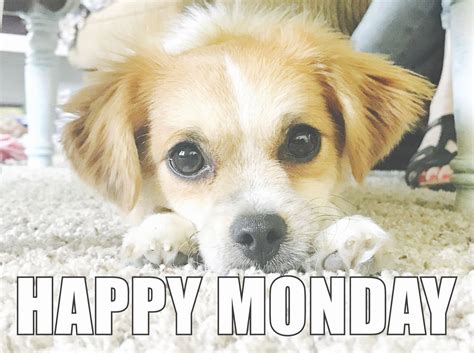 Happy Monday Meme Dog Justsmileback7