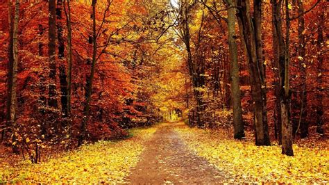 Download Fall Forest Wallpaper