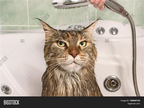 Wet Cat Muzzle Wet Image And Photo Free Trial Bigstock