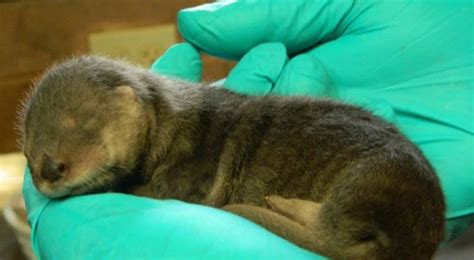 Adorable Otter Pups Born At Pueblo Zoo In Colorado Us