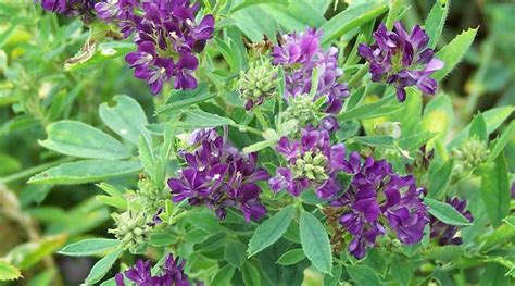 Alfalfa Parsiteb Herbal Medicine