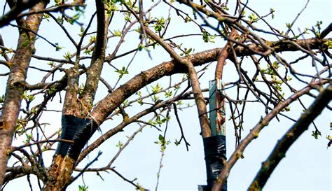 Repair Broken Fruit Tree Branches Yourself Hobby Farms