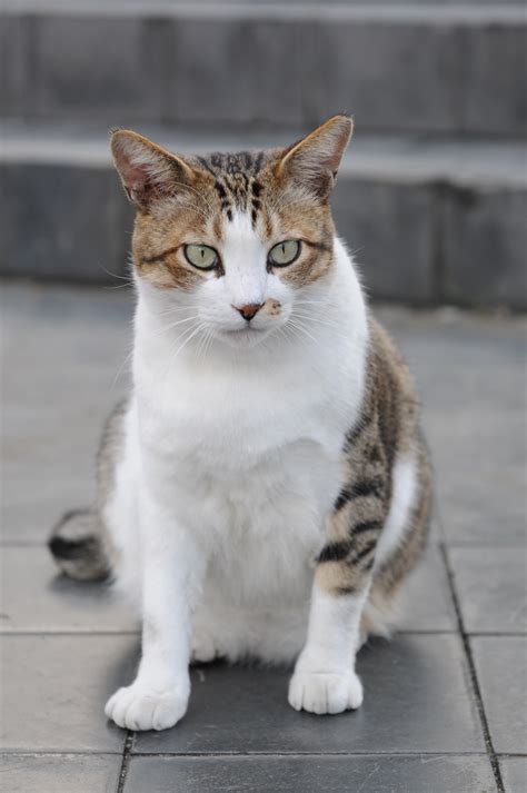 Filebrown And White Tabby Cat With Green Eyes Hisashi 02
