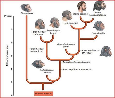 Human Evolution Human Evolution Tree Phylogenetic Tree