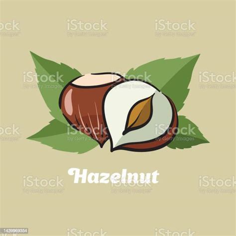 Hazelnut Hazelnut Logo Hazelnut Vector Drawing Stock Illustration