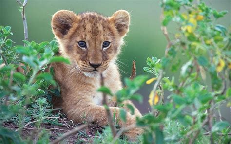 Animal Wallpaper Hd Young Lion In Green Bush 2880x1800