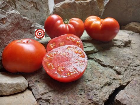 Dwarf Hannahs Prize Tomato Bounty Hunter Seeds Rare Seeds