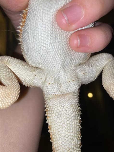 Bearded Dragon Femoral Pores And How To Care For Them Pethelpful