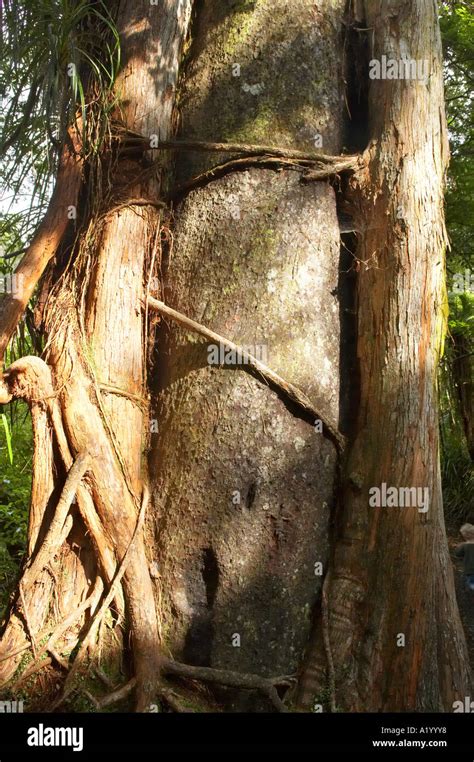 Rata Tree Climbing On Host Paparoa National Park West Coast South