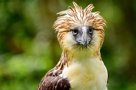 The Worlds Largest Eagles Worldatlas