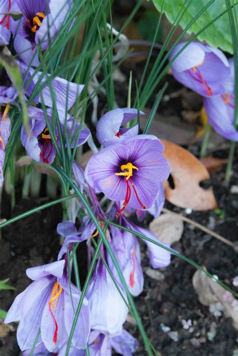 How To Grow Saffron Easy Way To Garden