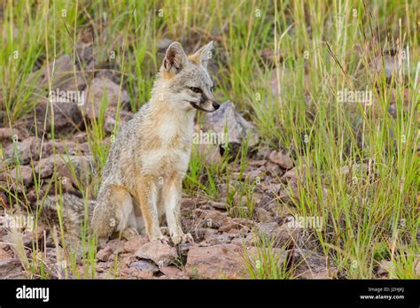 Gray Fox Texas Hi Res Stock Photography And Images Alamy