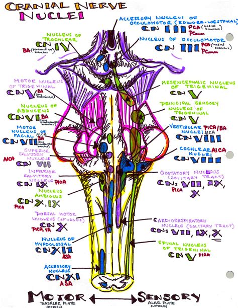 Learn vocabulary, terms and more with flashcards, games and other study tools. Brainstem Cranial Nerve Nuclei Insta_anatomy — brainstem distribution of cranial nerves ...