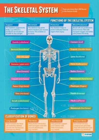 The Skeletal System Physical Education School Posters Experiments