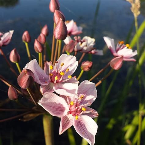 How To Plant And Grow Flowering Rush Butomus Umbellatus Pond Informer
