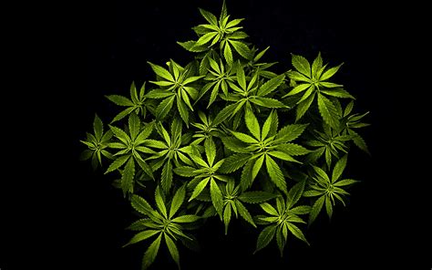 Weed Png Hd Transparent Weed Hdpng Images Pluspng