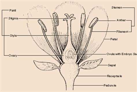 Draw And Label A Typical Flower Flower Structure Bioninja Melda Miles