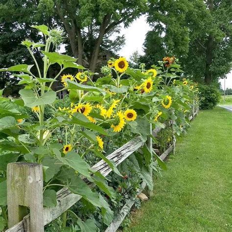 35 Beautiful Sunflower Garden Ideas To Add Happy Vibes To Your Home