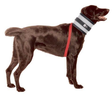 Dog cone and alternatives buyer's guide: Dog Cone - Buster Collars, Inflatable Collars, And Comfy ...