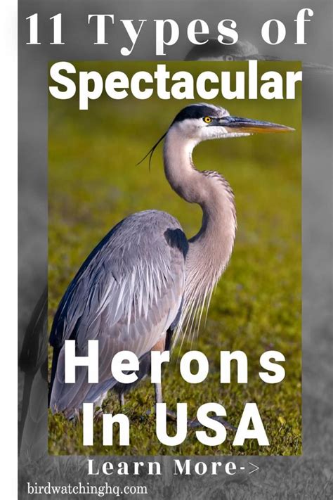 12 Types Of Herons Found In The United States 2023 Video Video