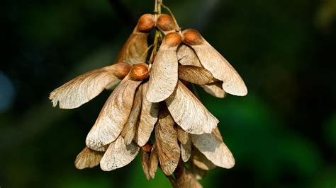 How To Grow Sycamore From Seed My Heart Lives Here