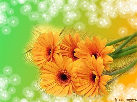 Gerberas Gerbera Flowers Orange Hd Wallpaper Peakpx