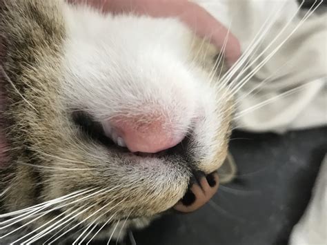 Cat Chin Swollen On One Side Things Column Image Library