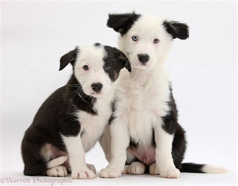 Dogs Two Black And White Border Collie Puppies Photo Wp36247