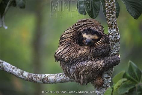 Brown Throated Three Toed Sloth Stock Photo Minden Pictures