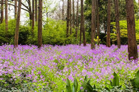 Purple Flowers In The Forest Stock Photo Image Of Spring Wood 48880288