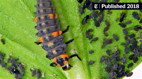 ladybugs aphids and the toxic combat that might be happening in your garden the new york times