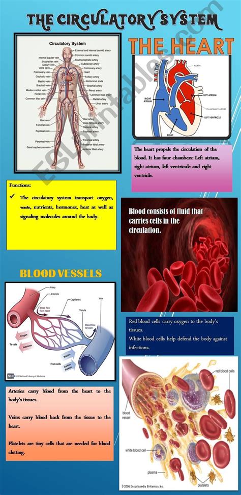 Circulatory System Poster