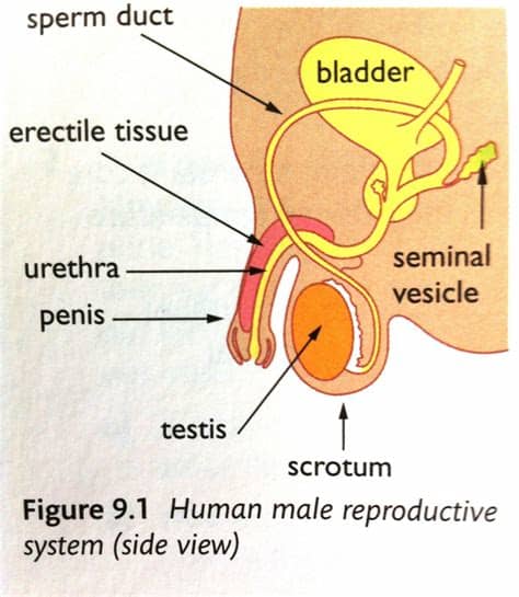 Related posts of male reproductive system diagram front view. Chapter 9: Reproduction in Humans at Dulwich College ...