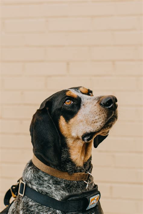 Finn The Bluetick Coonhound Bluetick Coonhound Coonhound Dog Breeds