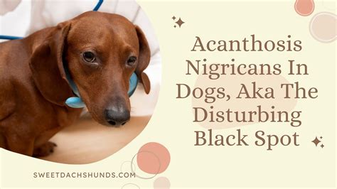 Acanthosis Nigricans In Dogs Aka The Disturbing Black Spot Youtube