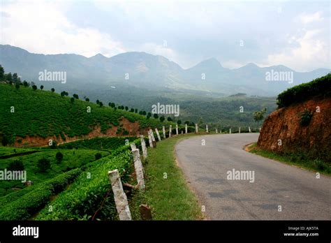 A Winding Road On A Beautiful Hill Station In Munnar Kerala India