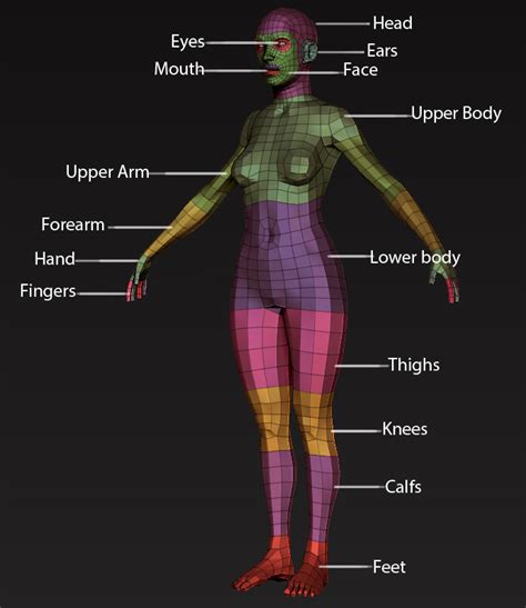 Human anatomy drawing drawing theory. Roguedevelopmentdiary - polycount