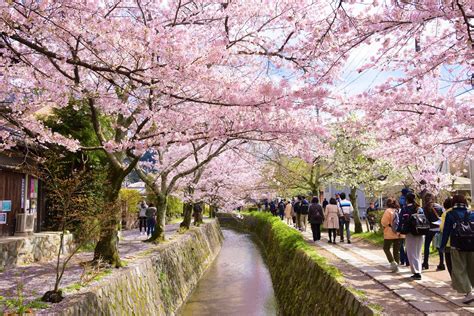 Philosophers Path Kyoto Cherry Blossoms 2019 Japan Travel Guide Jw