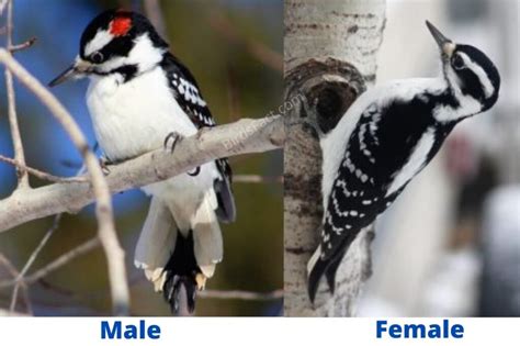 Male Vs Female Woodpeckers Difference With Pictures Birds Fact