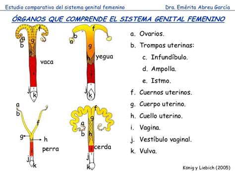 Sistema Genital Femenino Comparada 2