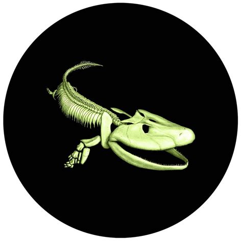 Tiktaalik Dinosaurs Dinosaurs Series Gold And Silver Coins One Fish