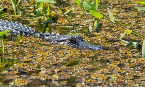 There Is No Catch And Release Of Alligators Except In Lake Eufaula